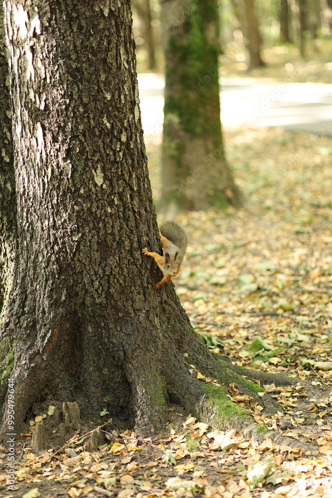 Naklejka premium Red squirrel runs through a tree in the park.