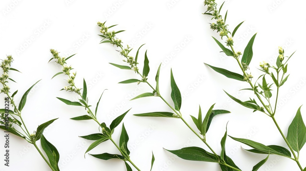 Obraz premium Ragweed on a white background