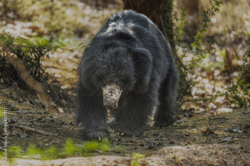 Spectacled bear (Tremarctos ornatus), also known as the Andean bear, Andean short-faced bear, or mountain bear Spectacled bear (Tremarctos ornatus), also known as the Andean bear, Andean short-faced bear, or mountain bear