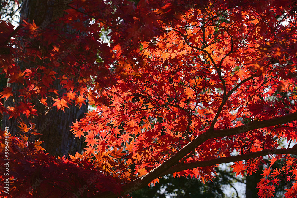 Bright orange maple leaves with sunlight shining on them in the morning. Bright orange maple leaves with sunlight shining on them in the morning.
