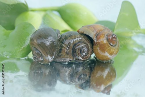 Three apple-snails are eating water hyacinth leaves. This mollusk has the scientific name Pila ampullacea. photo