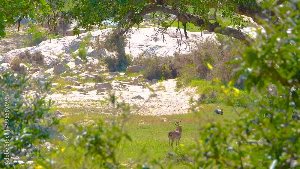 African gazelle and stork viewable through the forest trees, Kruger National Park, South Africa African gazelle and stork viewable through the forest trees, Kruger National Park, South Africa