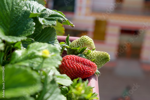 Fresh strawberry in the garden