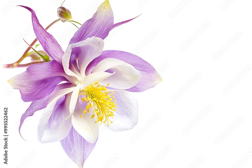 Columbine Flower isolated on white background. Columbine Flower isolated on white background.