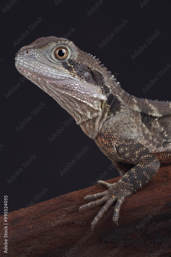 Naklejka premium Portrait of an Australian Water Dragon