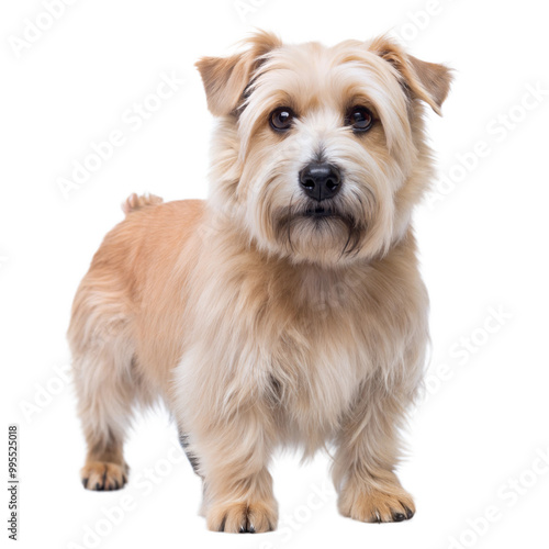 Cute, fluffy glen of imaal terrier dog standing upright with striking fur against a transparent or white isolated background. photo