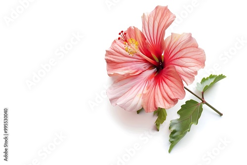 Hibiscus Flower isolated on white background.
