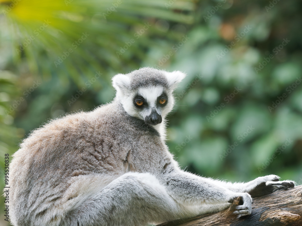 Obraz premium close-up of a cute ring-tailed lemur. Images of Lemur, Ring-tailed lemur, Monkey. Close up Lemur monkey at the zoo, summer day. Cute extic animal.