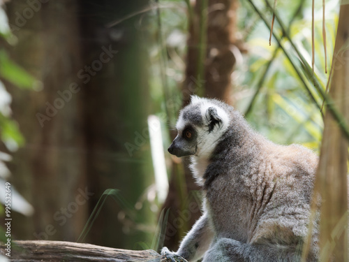 close-up of a cute ring-tailed lemur. Images of Lemur, Ring-tailed lemur, Monkey. Close up Lemur monkey at the zoo, summer day. Cute extic animal. photo