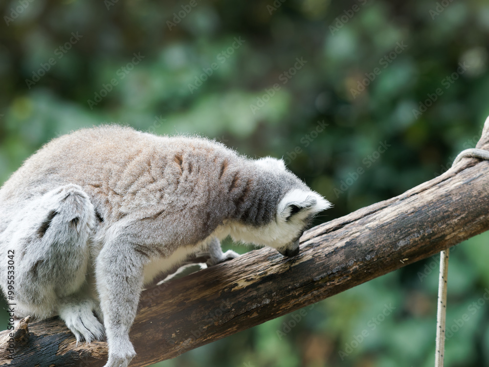 Fototapeta premium close-up of a cute ring-tailed lemur. Images of Lemur, Ring-tailed lemur, Monkey. Close up Lemur monkey at the zoo, summer day. Cute extic animal.