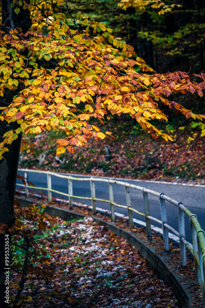 Fototapeta premium Autumn in Val Raccolana. Between peaks, lakes and streams. Julian Alps and Fontanone di Goriuda