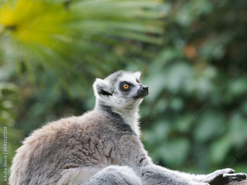 Fototapeta premium close-up of a cute ring-tailed lemur. Images of Lemur, Ring-tailed lemur, Monkey. Close up Lemur monkey at the zoo, summer day. Cute extic animal.