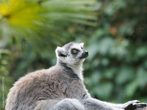 close-up of a cute ring-tailed lemur. Images of Lemur, Ring-tailed lemur, Monkey. Close up Lemur monkey at the zoo, summer day. Cute extic animal. photo