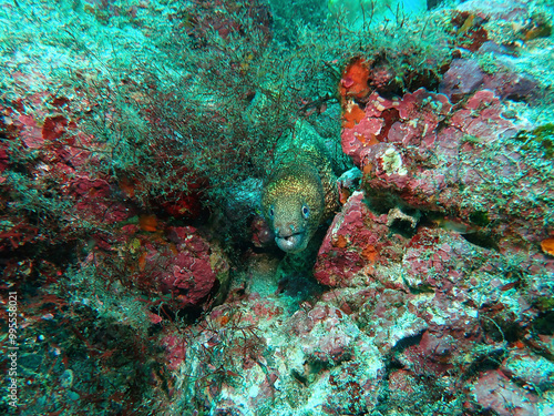 Kidako moray in Izu, Japan