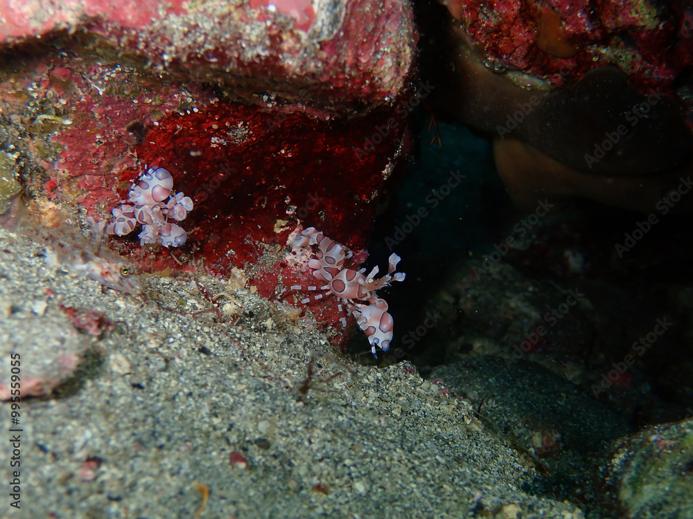 Pair of Harlequin Shrimp in Izu, Japan Pair of Harlequin Shrimp in Izu, Japan