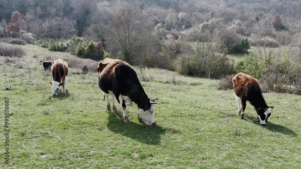 Cows grazing peacefully in a rural field surrounded by hills and trees on a calm spring day. A serene scene capturing farm life, agriculture, and nature in harmony. Cows grazing peacefully in a rural field surrounded by hills and trees on a calm spring day. A serene scene capturing farm life, agriculture, and nature in harmony.