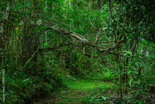 Photo of a tropical forest in Lampung Province, Indonesia, which looks beautiful and refreshing.