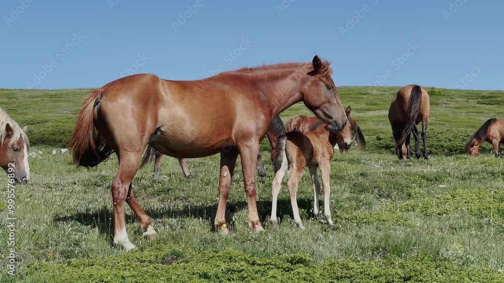 A mare stands protectively next to her foal in a green pasture under a clear blue sky. Other horses graze nearby, showcasing a peaceful scene of nature and animal bonding. A mare stands protectively next to her foal in a green pasture under a clear blue sky. Other horses graze nearby, showcasing a peaceful scene of nature and animal bonding.