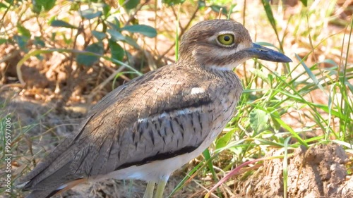 Ordinary water thick-knee bird resting at Kruger National Park, South Africa. photo