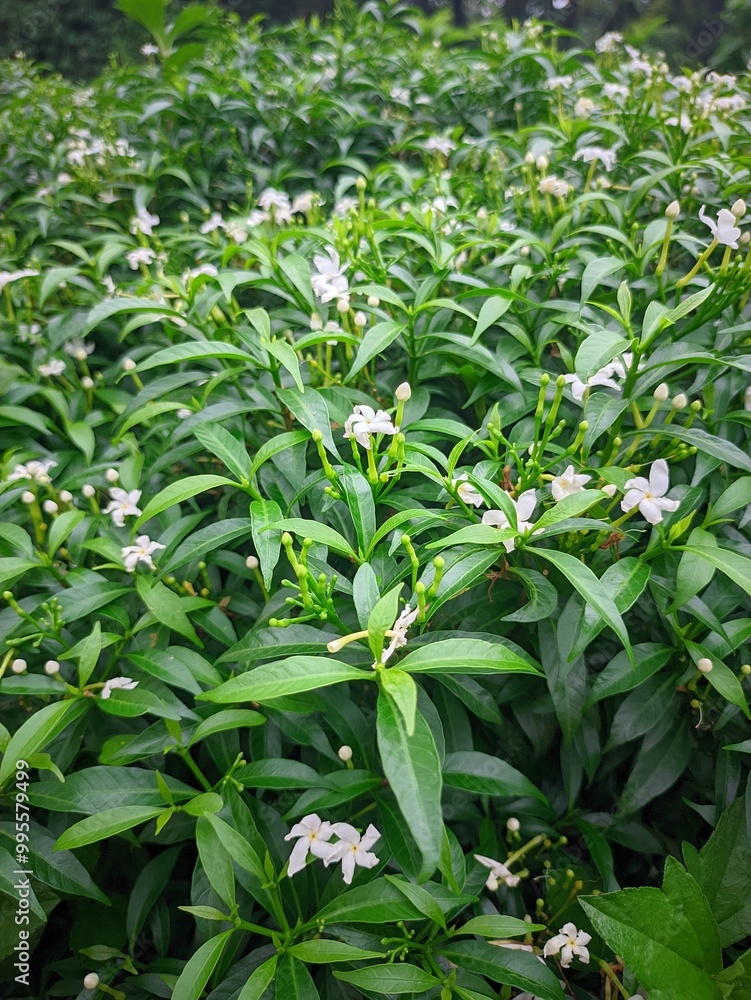 leaves leaves