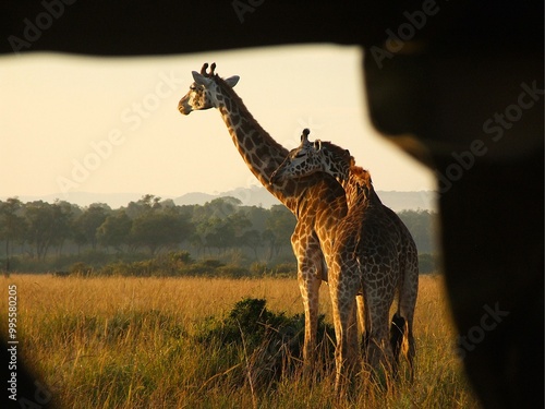 Canvas Print giraffes cuddling