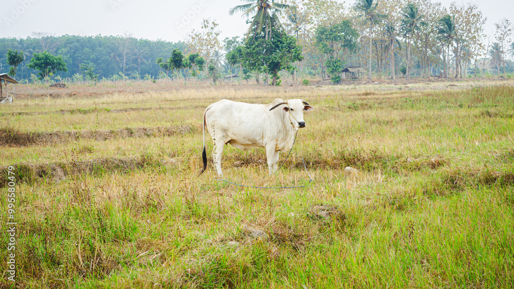 a picture of a white Nelore cow grazing on a large area of grass. The rope that is attached to the cow is intended to prevent the cow from wandering too far when grazing a picture of a white Nelore cow grazing on a large area of grass. The rope that is attached to the cow is intended to prevent the cow from wandering too far when grazing