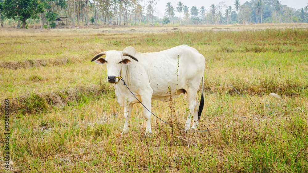 a picture of a white Nelore cow grazing on a large area of grass. The rope that is attached to the cow is intended to prevent the cow from wandering too far when grazing a picture of a white Nelore cow grazing on a large area of grass. The rope that is attached to the cow is intended to prevent the cow from wandering too far when grazing