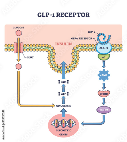 Diagram showing GLP-1 receptor pathway with glucose, insulin, and gene expression, outline diagram.