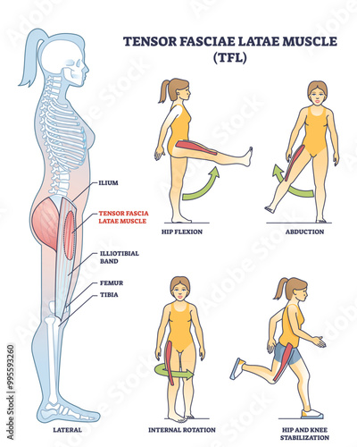 Illustration of Tensor Fasciae Latae muscle anatomy and exercises in outline style.