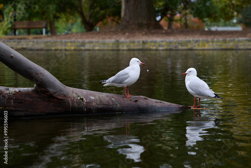 Two bright white silver gulls, or seagulls, standing on a wooden log in a suburban park's pond