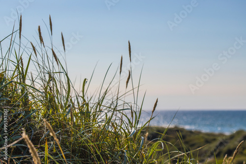 Grass on a dune at the coast of Brittany in France. Blue sky and the ocean in the background