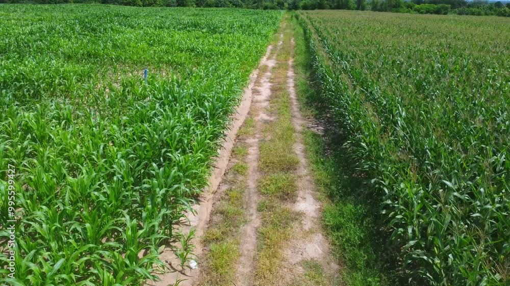 Corn field plantation growing up. Young green corn on the agricultural field. Corn field plantation growing up. Young green corn on the agricultural field.