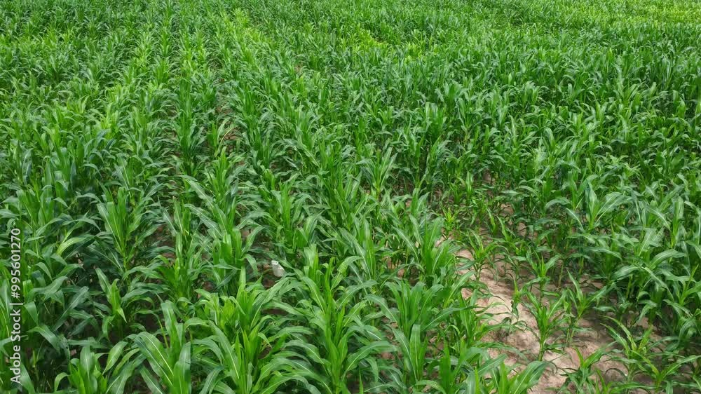 Corn field plantation growing up. Young green corn on the agricultural field. Corn field plantation growing up. Young green corn on the agricultural field.