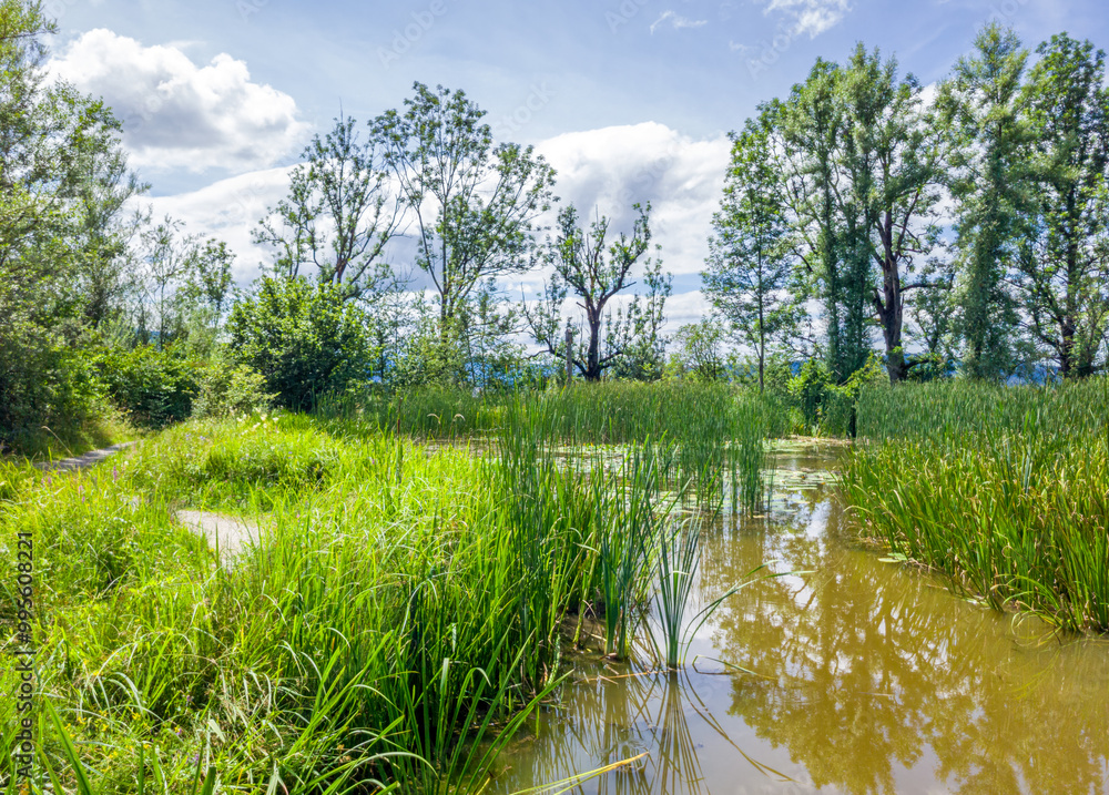 Kleiner Weiher mit Seerosen und Schilf, Biotop, Naturschutz, Benediktbeuern, Bayern, Deutschland