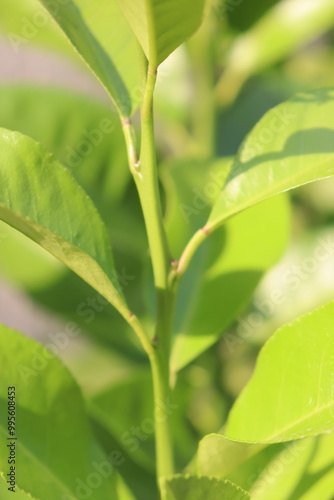 close-up of a beautiful orange tree with leaves 