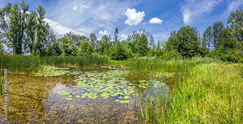 Kleiner Weiher mit Seerosen und Schilf, Biotop, Naturschutz, Benediktbeuern, Bayern, Deutschland