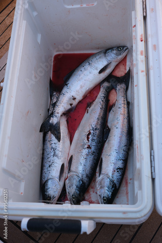 fresh caught fish (salmon) in cooler 
