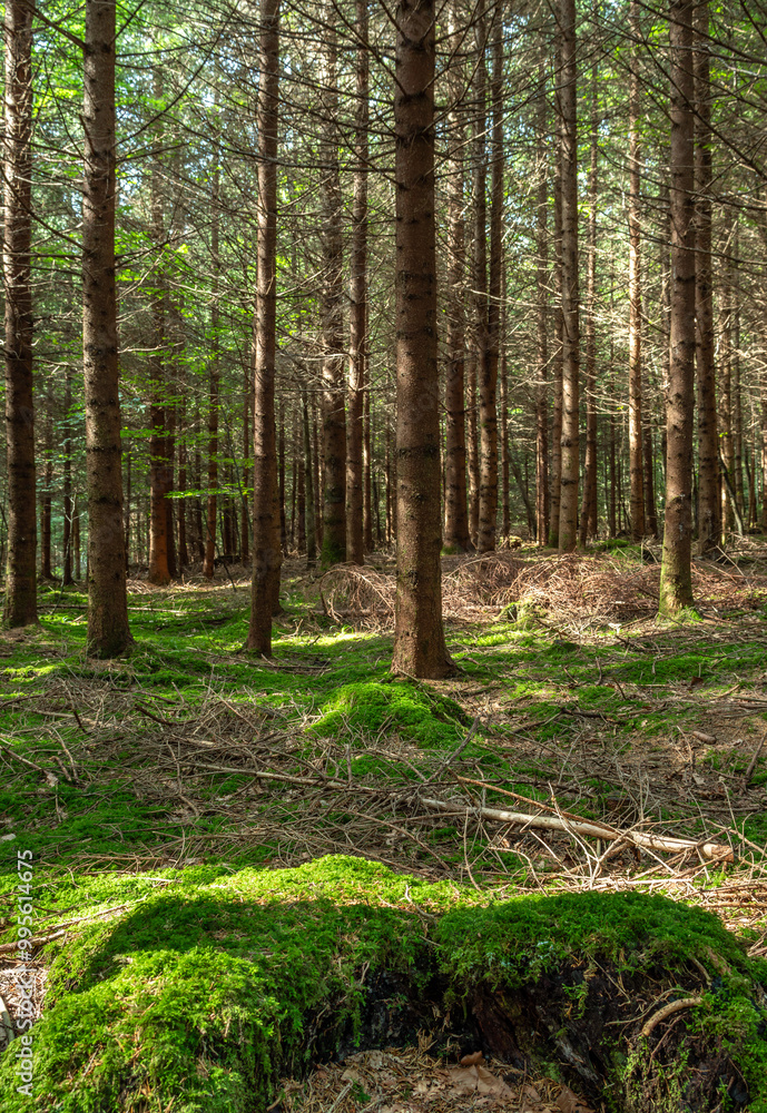Bemooster Baumstumpf in einem Wald, Bayern, Deutschland, Europa Bemooster Baumstumpf in einem Wald, Bayern, Deutschland, Europa