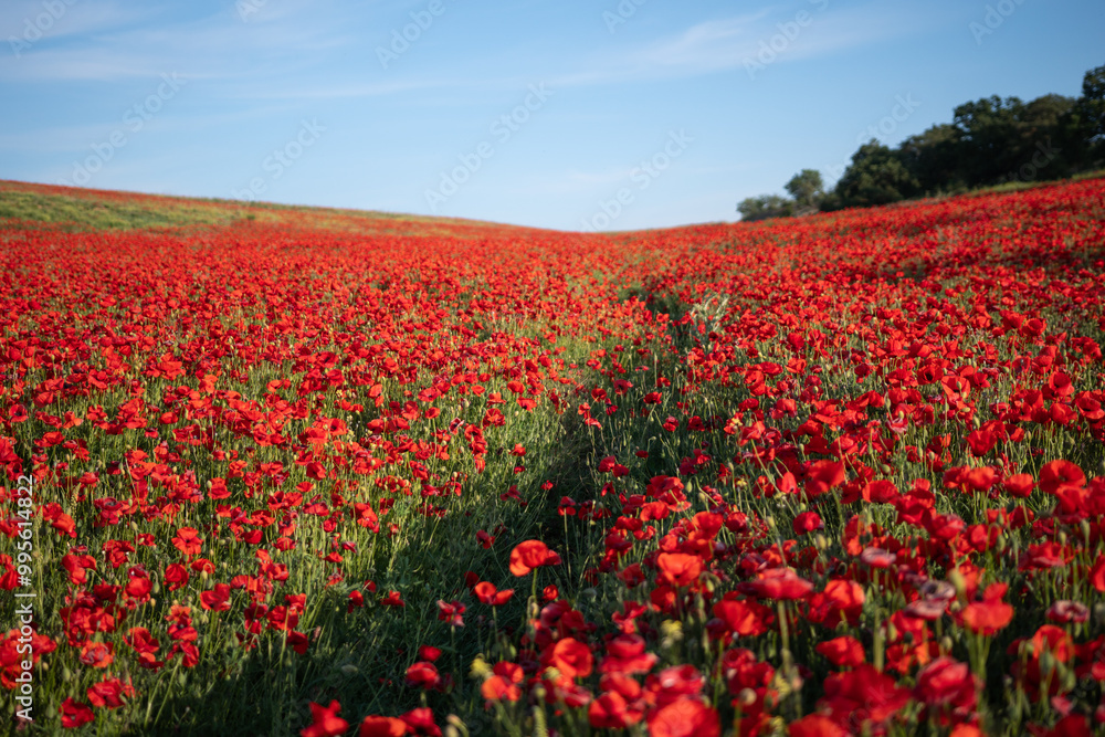 Field of Red Poppies with a Path Field of Red Poppies with a Path