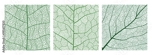 Close-up green leaf texture with intricate details of leaf veins showcasing natures botanical textures and patterns