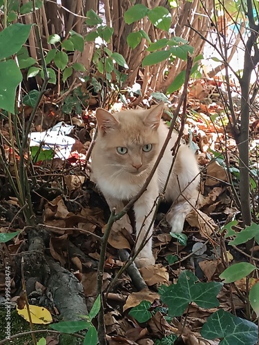 cat on the tree