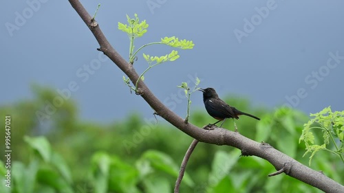 Indian robin or Copsychus fulicatus bird. It is a species of passarine bird in the family Muscicapidae. It is widespread in the Indian subcontinent Bangladesh, Bhutan, India, Nepal. slow motion video. photo