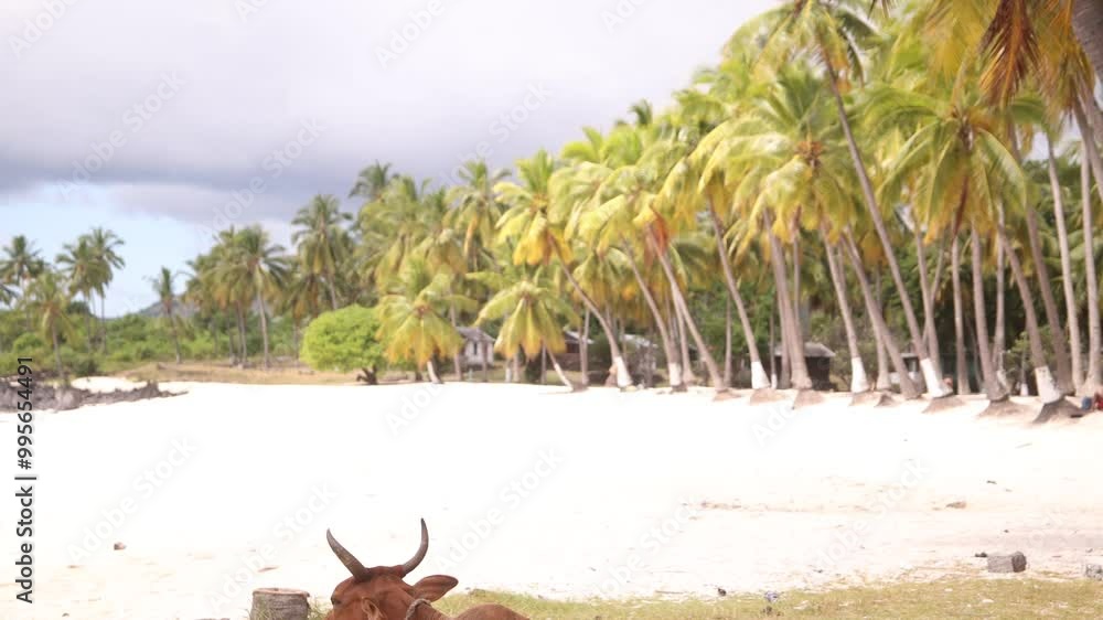 A brown cow resting on a tropical beach with palm trees, white sand on a sunny day.