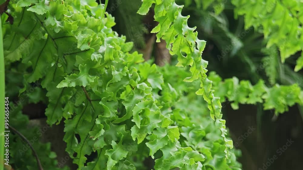 Tropical plant fern moss bush tree jungle stone rock Tropical plant fern moss bush tree jungle stone rock