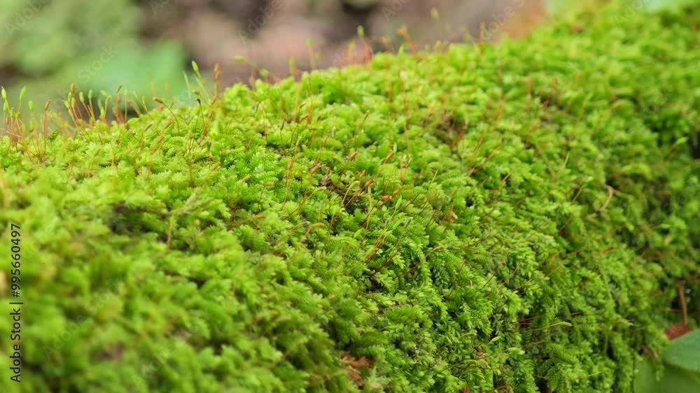 A tree full of life, green moss A tree full of life, green moss