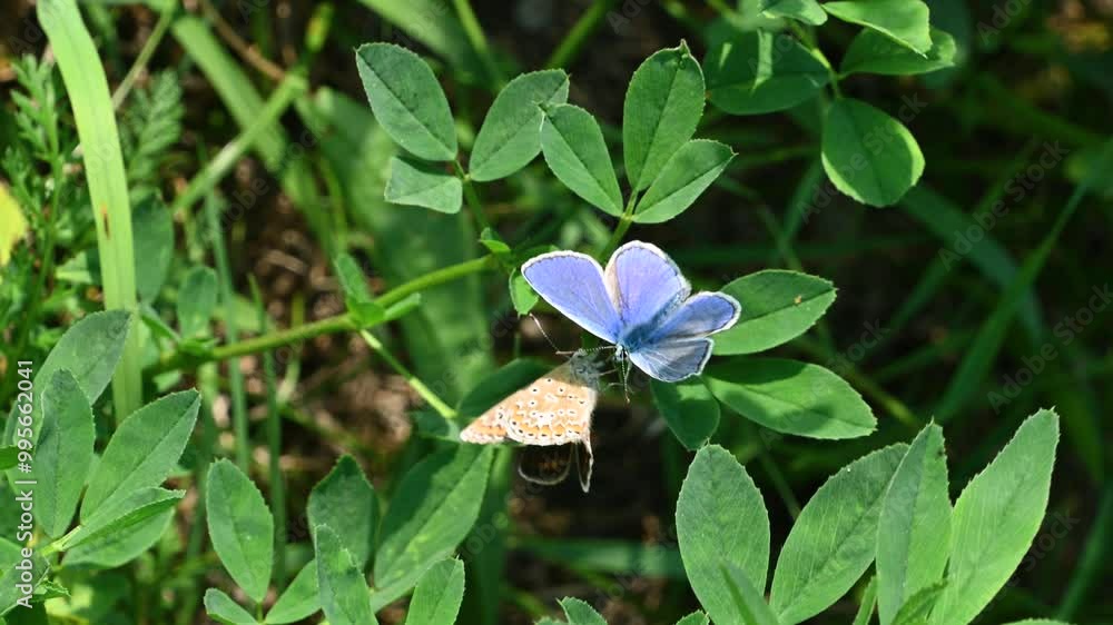 The common blue butterfly pollinates flowers in a meadow. Polyommatus icarus. The common blue butterfly pollinates flowers in a meadow. Polyommatus icarus.