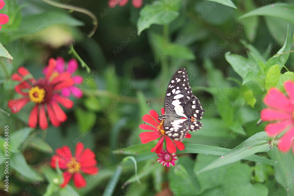 A butterfly is eating nectar from a flower A butterfly is eating nectar from a flower
