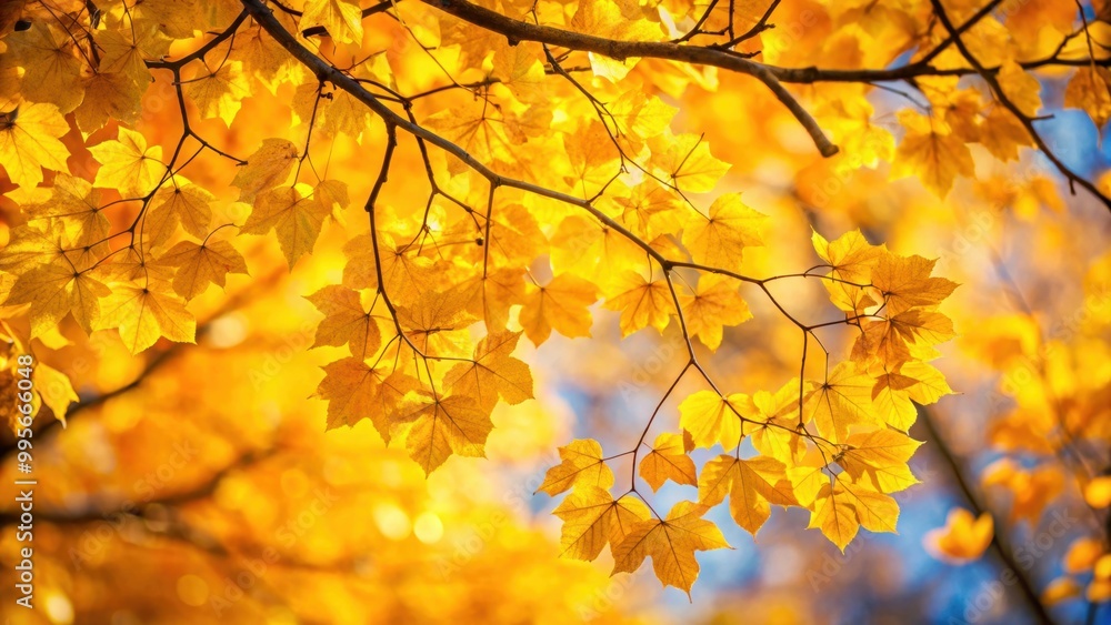 Vibrant yellow autumn leaves on tree branches, fall, foliage, seasonal, colors, nature, vibrant, yellow, leaves, trees Vibrant yellow autumn leaves on tree branches, fall, foliage, seasonal, colors, nature, vibrant, yellow, leaves, trees