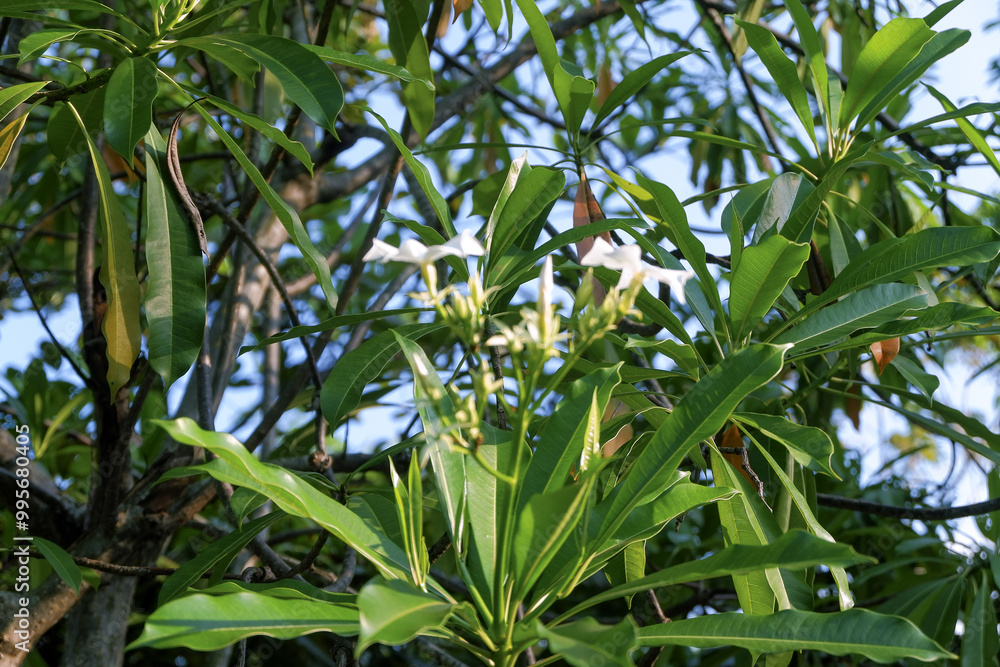 Obraz premium white flower at high tree