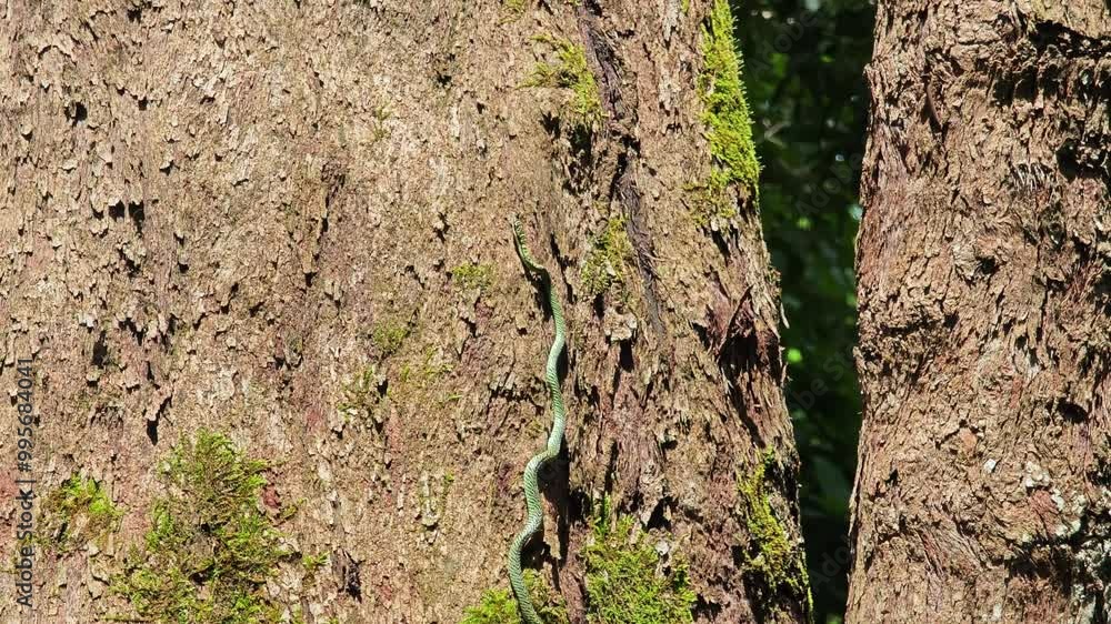 green snake slowly crawling on tree green snake slowly crawling on tree